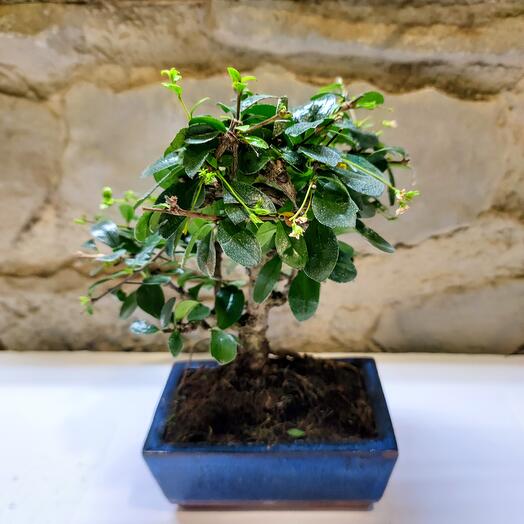 BONSAI CARMONA 5 A