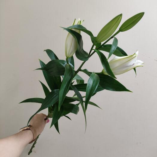 Лилия белая