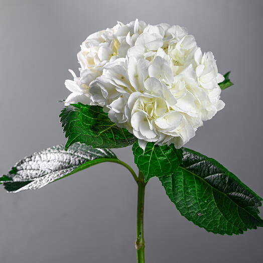 Hydrangea - White  0749