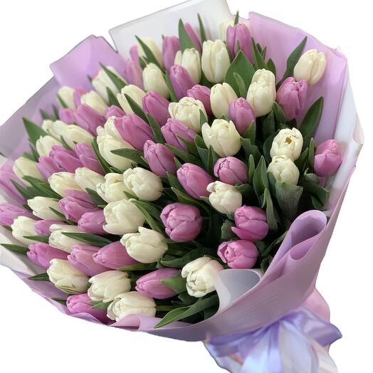 100 tulip ( purple +white)