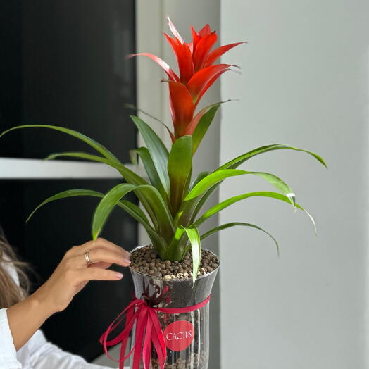 Гузмания в стекле