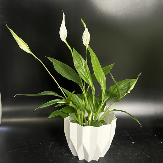 Flo Florarium