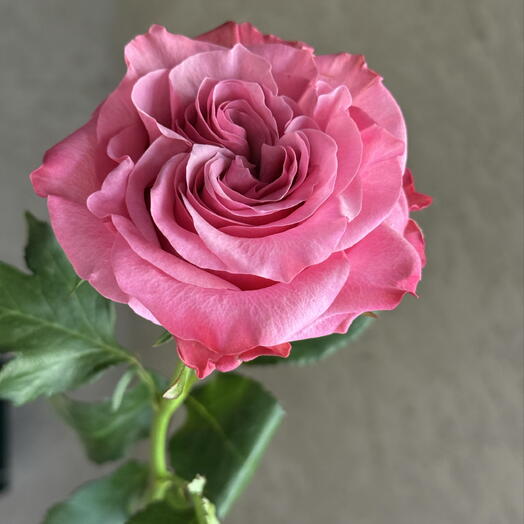 Le Bouquet