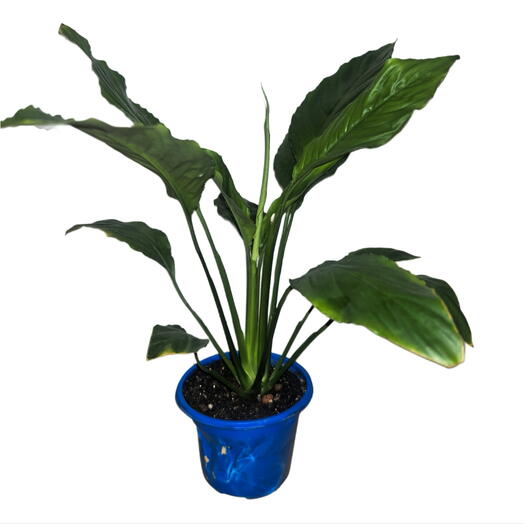 Floksi