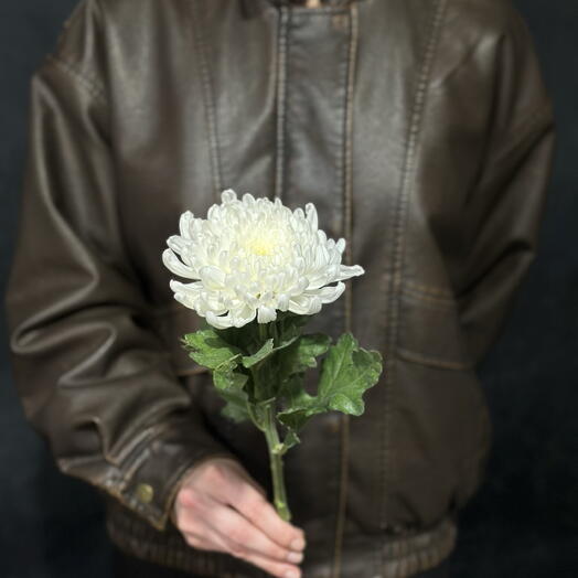 BANDA FLOWER