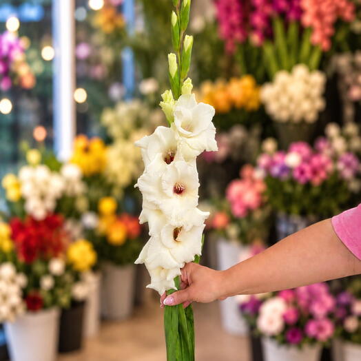 M. Flowers