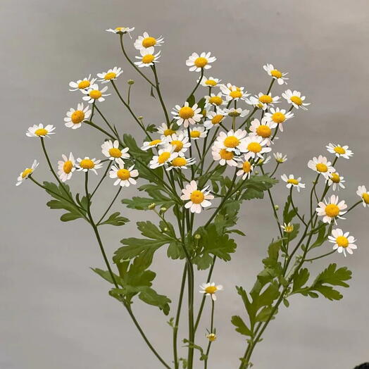 OK Flowers