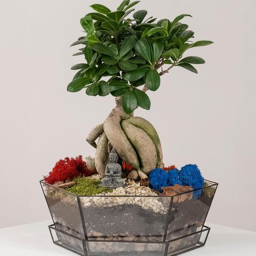 Florarium "Buddha"