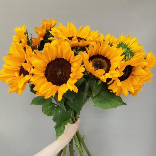 Girasoles