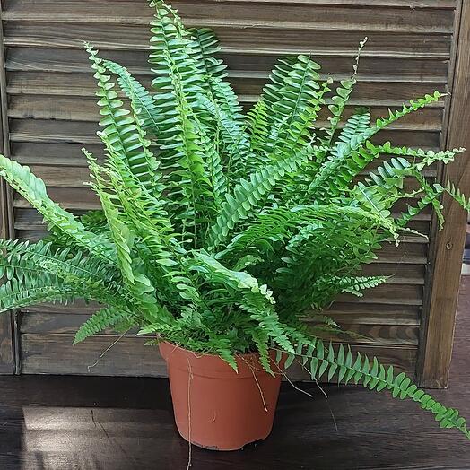 Комнатные Цветы Оренбург Купить Выписать