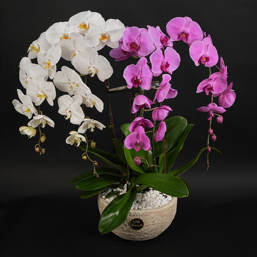 Twin-Hue 4 Phalaenopsis Orchids