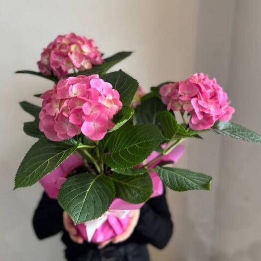 Гортензия в розовых тонах💕