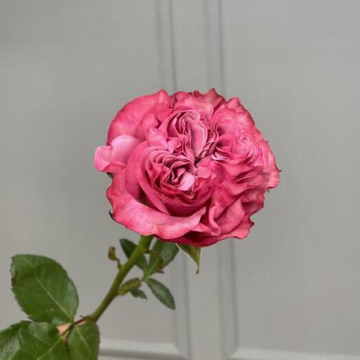 Пионовидная роза  Кантри Блюз с крупным бутоном