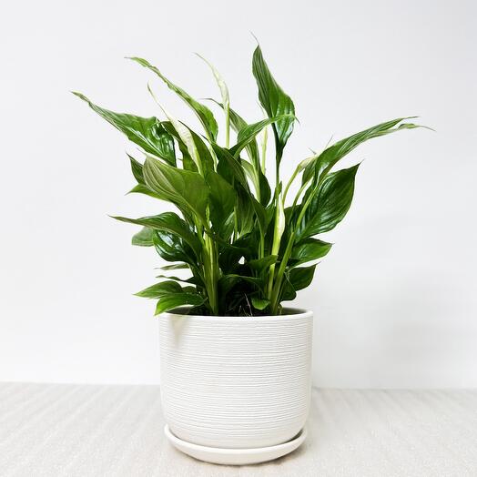 Спатифиллум в белом керамическом горшке с поддоном, высота 40-45см