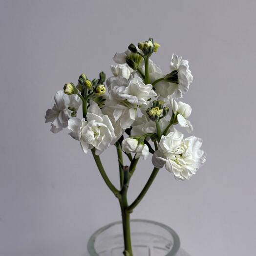 Букет от цветочного дома «TIFFANY» маттиола кустовая white