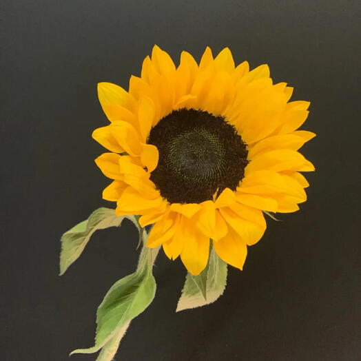 Elite Flowers
