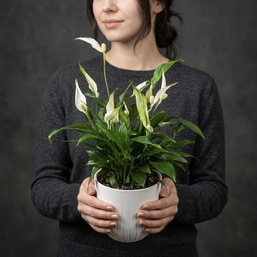 Succulenteria