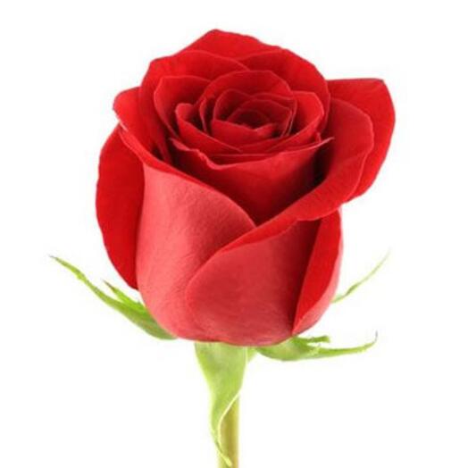 Prime Flowers Алматы
