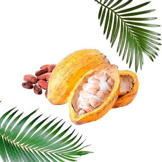 Какао плод