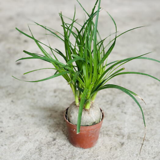 Ponytail Palm (Elephant s Foot)