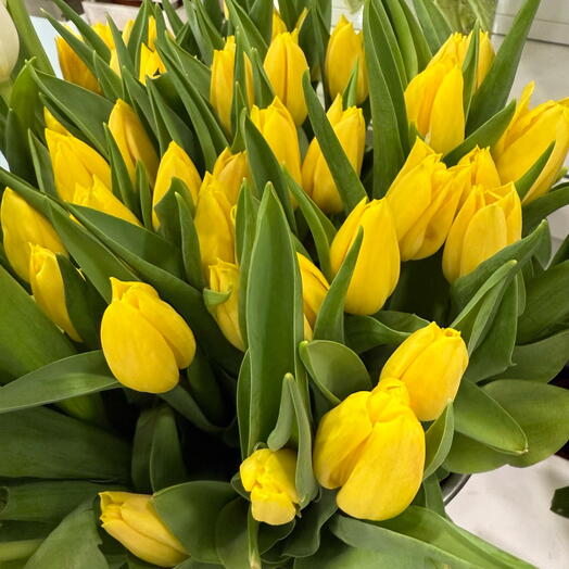 Tulipanes Amarillo