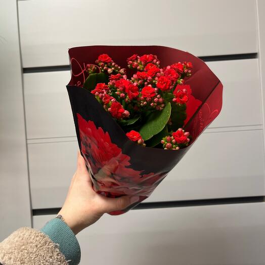 Комнатное растение каланхое