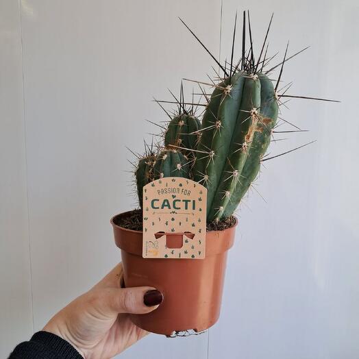 Кактус CACTI 7шт