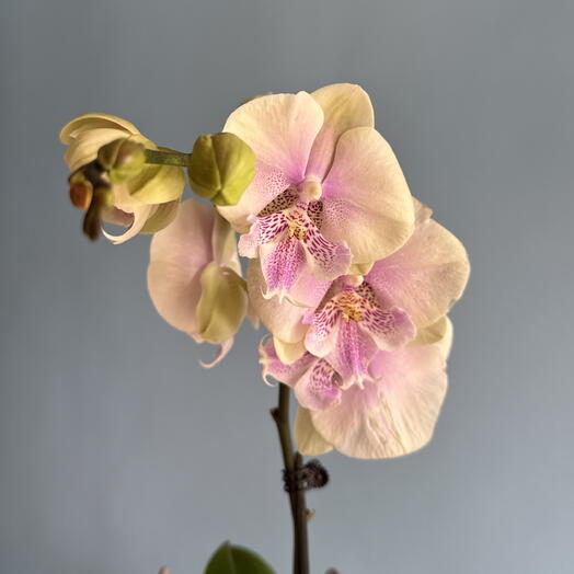 Margaritka 