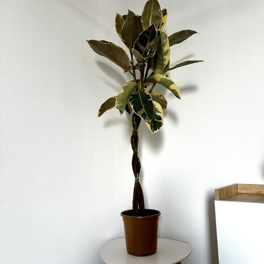 Pilea 