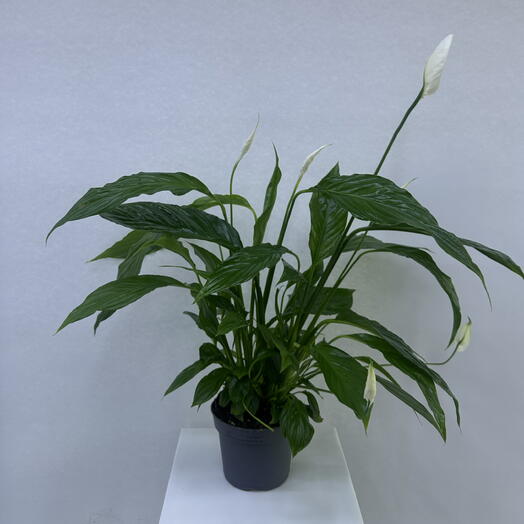 BB Flowers