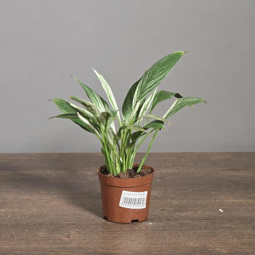 April_Plants