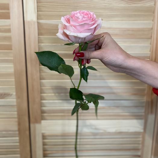 Rosa Luciano 70 cm
