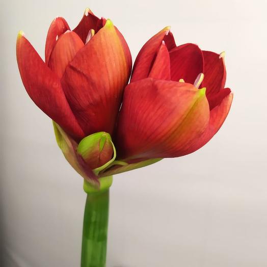 WokFlowers