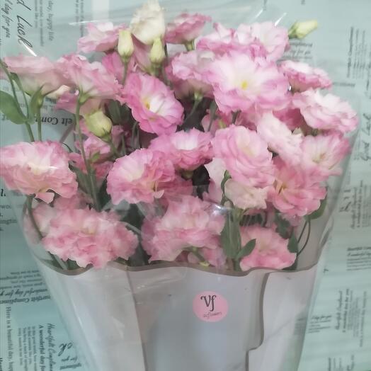 Nube rosa