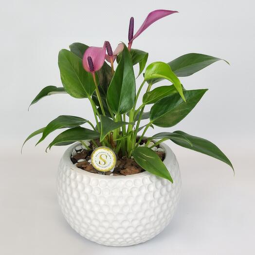 FloraManiya