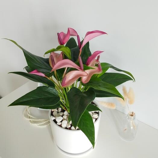Anthurium Zizou