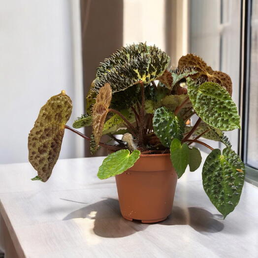 Begonia Rex: Un Toque Exotico para Tu Hogar