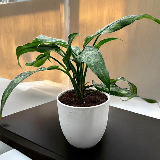 Aglaonema Beautiful Indoor Plant