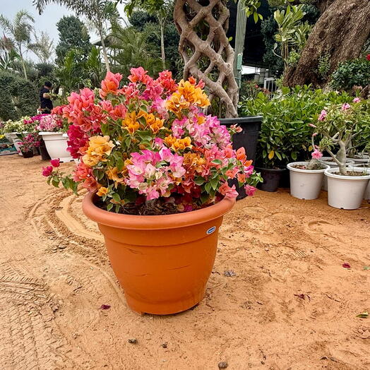 Bougainvillea Mix Colour