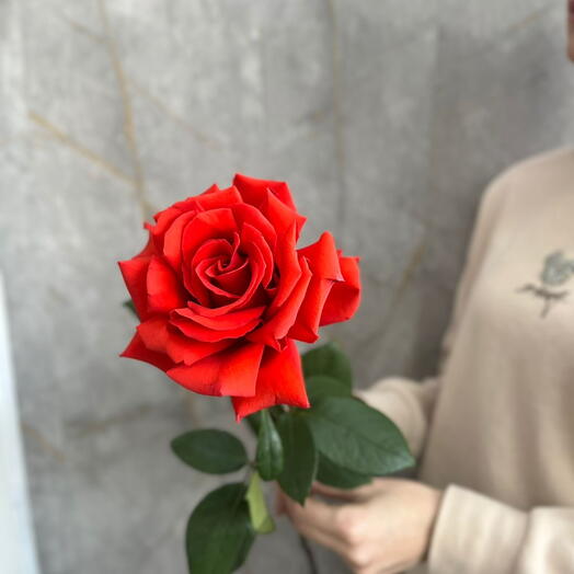 Французская стойкая роза