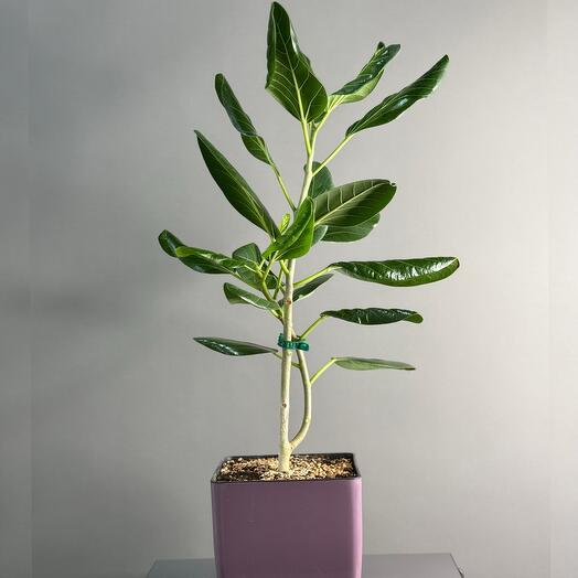 Комнатное растение «Фикус Бенгальский»