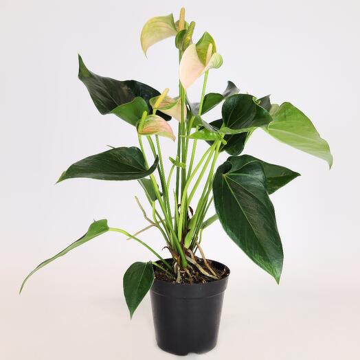 FloraManiya