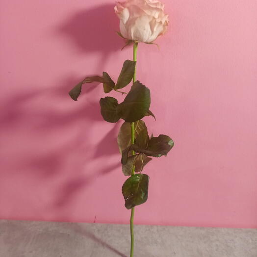 VikiFlowers