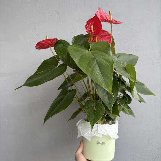  Success Flowers