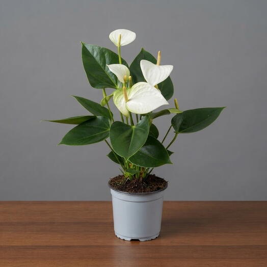 April_Plants