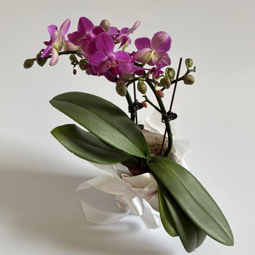 Plan Plants