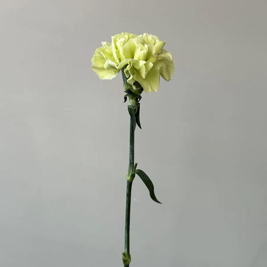 STEMSBOT