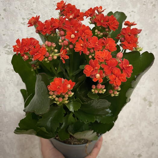 Verba&Sister Flowers