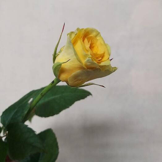  "Iris" salon cvetov i podarkov