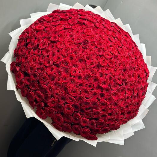 Ramo de 301 rosas